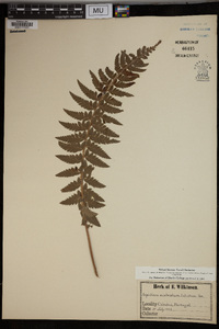 Polystichum muricatum image