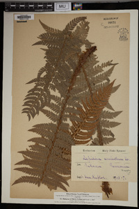 Polystichum muricatum image