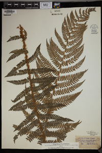 Polystichum setiferum image