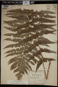 Dryopteris filix-mas image