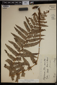 Dryopteris filix-mas image