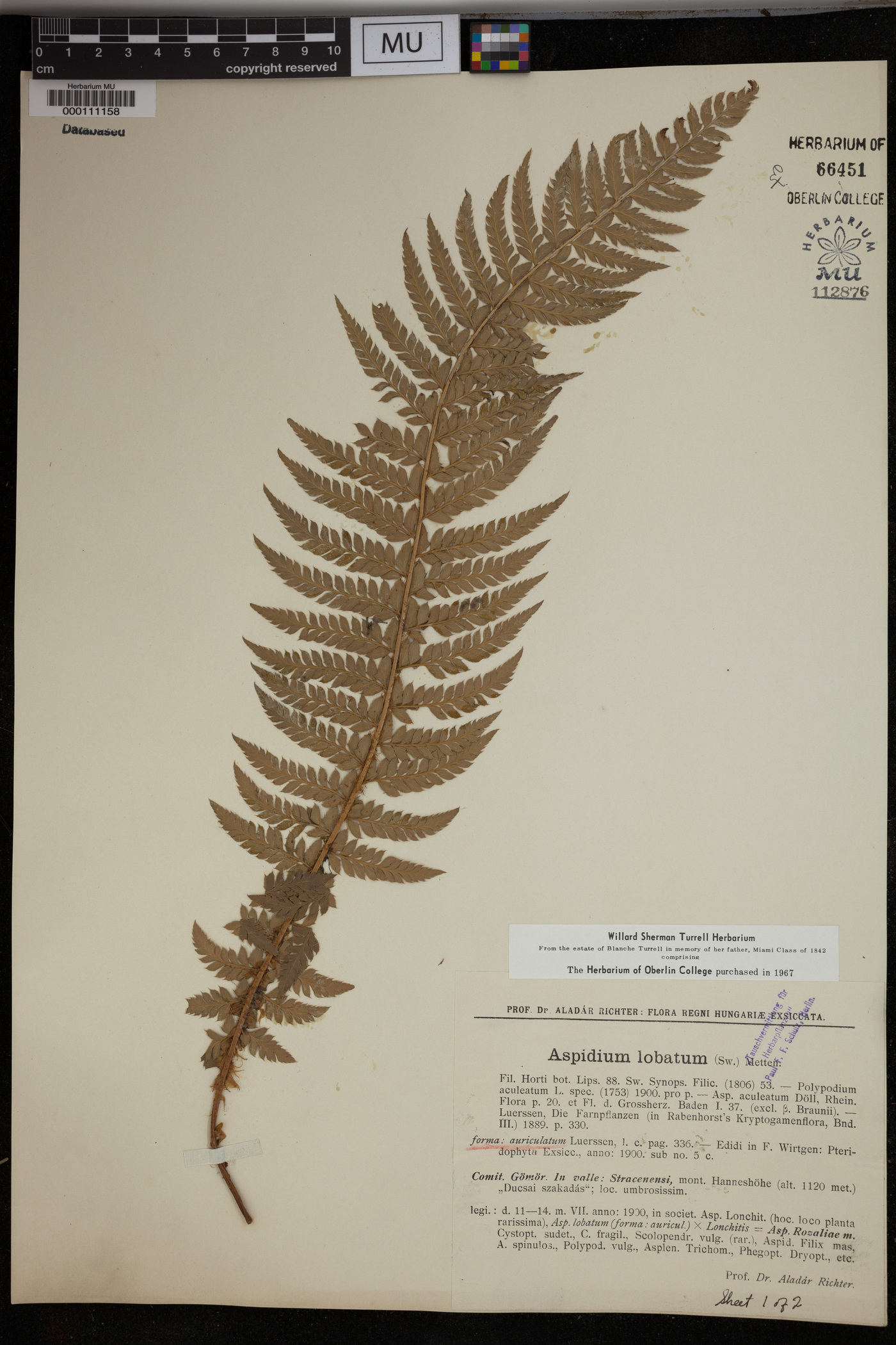 Polystichum aculeatum image