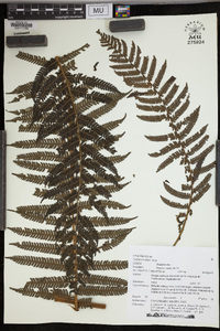 Cyathea lechleri image