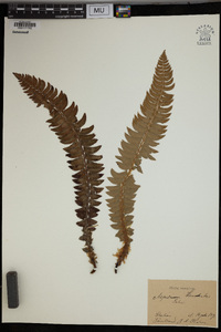 Polystichum lonchitis image