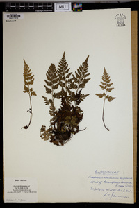 Asplenium adiantum-nigrum image