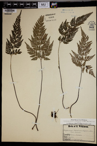 Asplenium adiantum-nigrum image