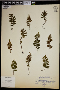 Asplenium sulcatum image