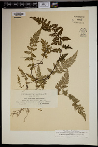 Asplenium lanceolatum image