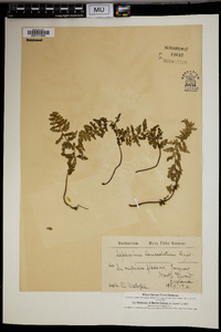 Asplenium lanceolatum image