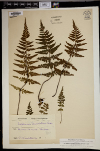 Asplenium lanceolatum image