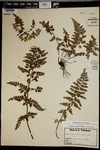 Asplenium lanceolatum image