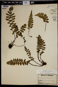 Asplenium sulcatum image