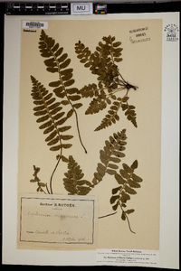 Asplenium sulcatum image