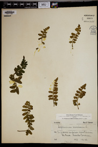 Asplenium sulcatum image