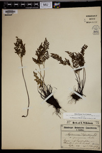 Asplenium cuneifolium subsp. cuneifolium image