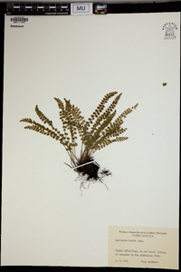 Asplenium viride image