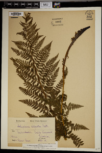 Athyrium alpestre image