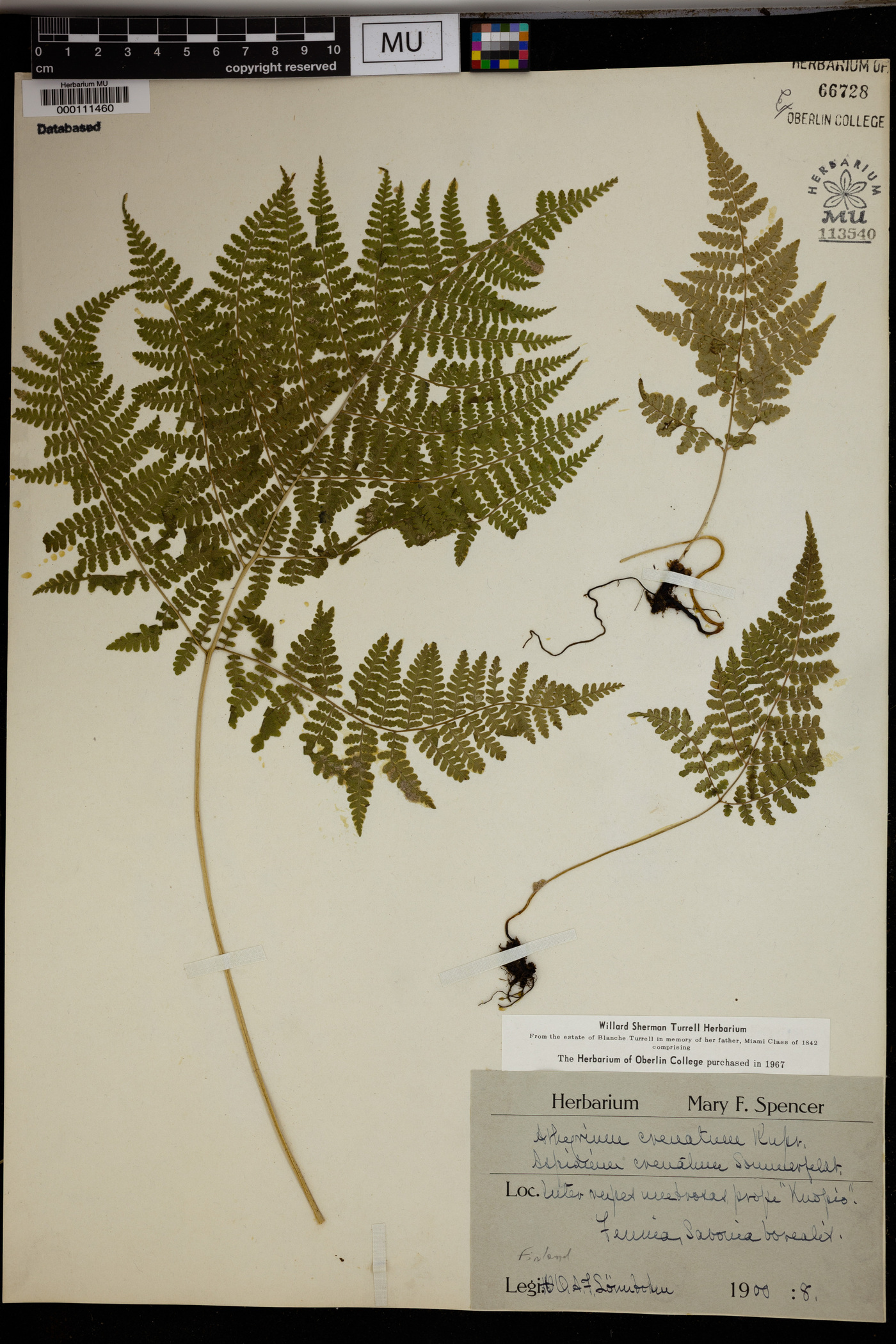 Diplazium sibiricum image