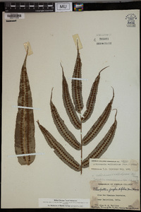 Selliguea capitellata image