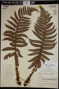 Polystichum muricatum image