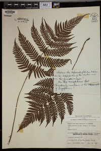 Dryopteris lacera image