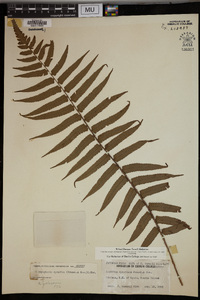 Dryopteris cycadina image