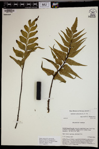 Asplenium adiantoides image