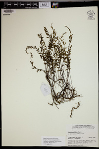 Hymenasplenium filipes image