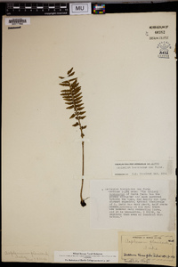 Asplenium laciniatum image