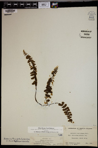 Asplenium normale image