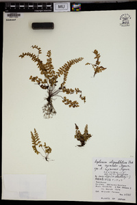 Asplenium oligophlebium var. iezimaense image