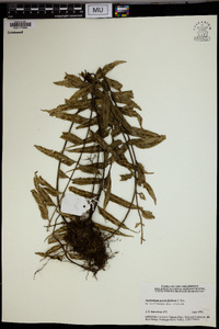 Asplenium persicifolium image