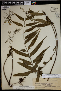 Asplenium persicifolium image