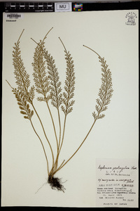 Asplenium prolongatum image