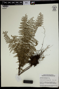 Asplenium thunbergii image