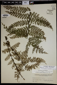 Asplenium scandens image