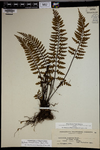 Asplenium truncatilobum image