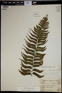Asplenium unilaterale image