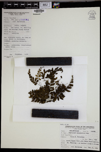 Asplenium unilaterale image