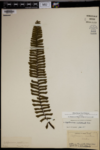 Asplenium unilaterale image