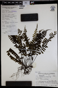 Asplenium unilaterale image
