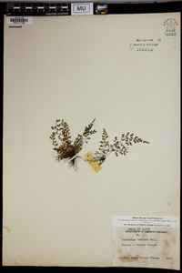 Asplenium varians image