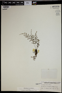 Asplenium varians image