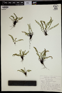 Asplenium viride image