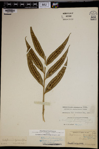 Asplenium zenkerianum image