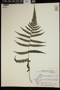 Deparia japonica image