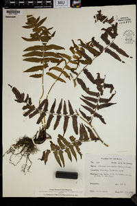 Athyrium esculentum image