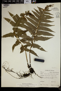 Athyrium esculentum image