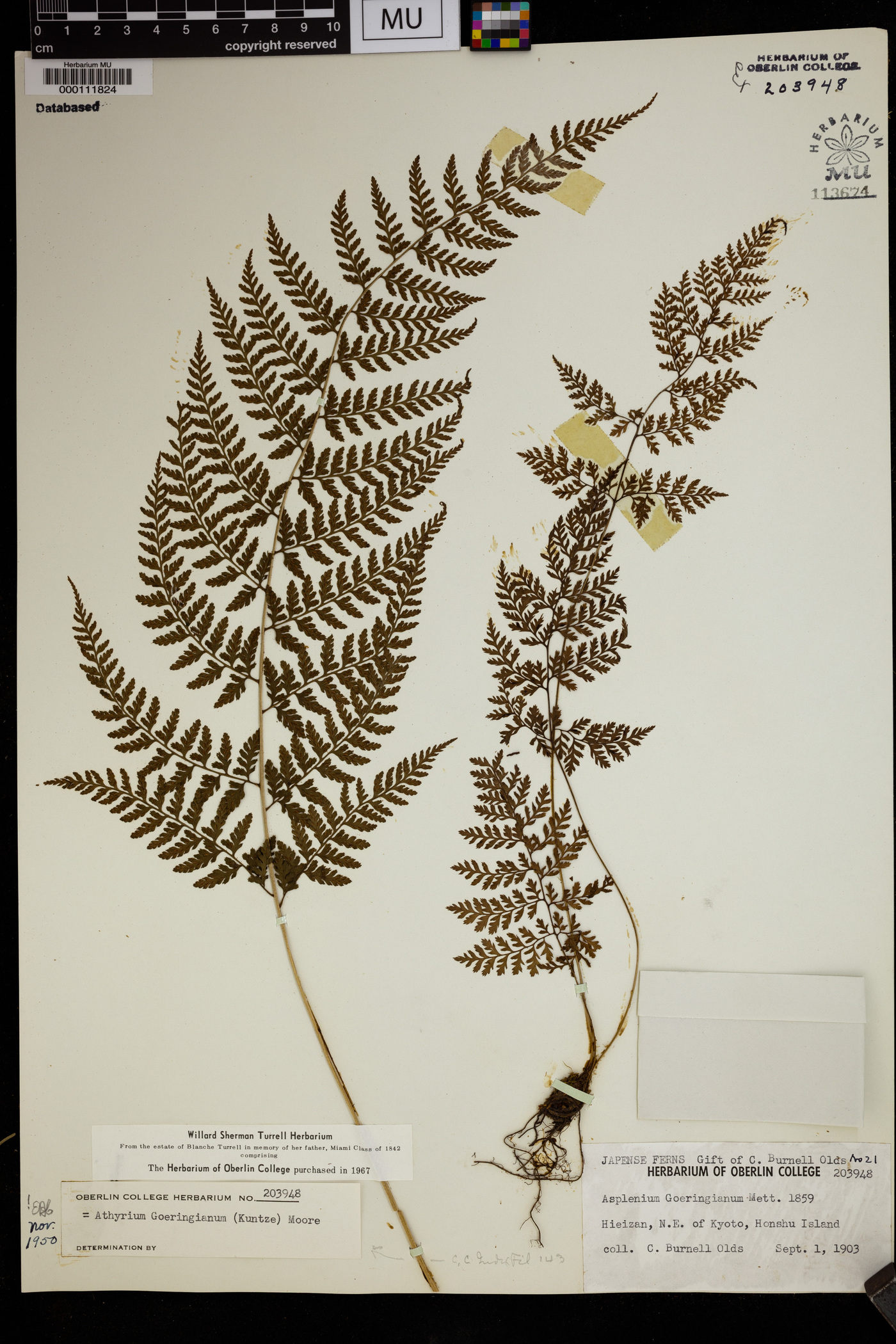 Athyrium goeringianum image