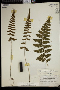 Deparia japonica image